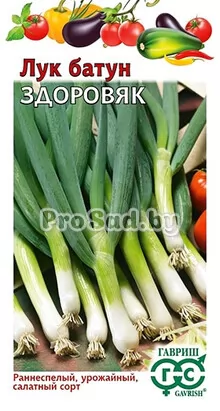 Лук батун Здоровяк