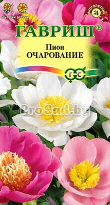 Пион молочноцветковый Очарование