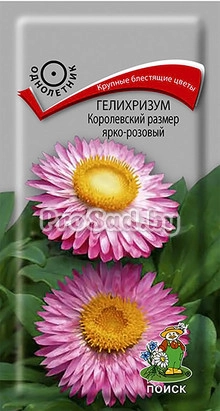 Гелихризум Королевский размер ярко-розовый