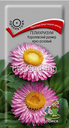 Гелихризум Королевский размер ярко-розовый