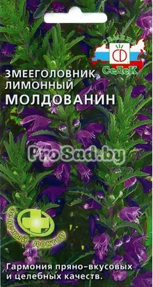 Змееголовник лимонный Молдованин