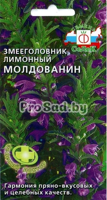 Змееголовник лимонный Молдованин