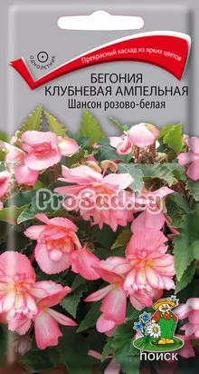 Бегония клубневая ампельная Шансон розово-белая