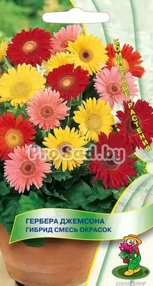 Гербера Джемсона гибрид Смесь окрасок