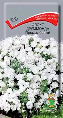Флокс друммонда Промис белый