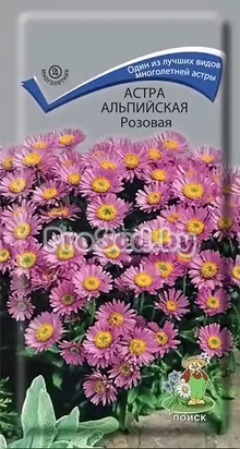 Астра альпийская Розовая
