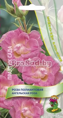 Роза полиантовая Ангельская роза