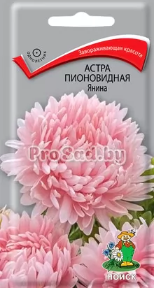 Астра Пионовидная Янина