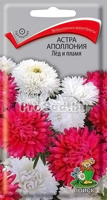 Астра Аполлония Лёд и Пламя