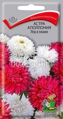 Астра Аполлония Лёд и Пламя