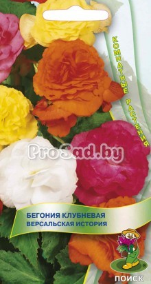 Бегония клубневая Версальская история