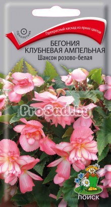 Бегония клубневая ампельная Шансон розово-белая