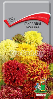 Гайлардия Лоренциана