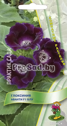 Глоксиния Аванти F1 Блу