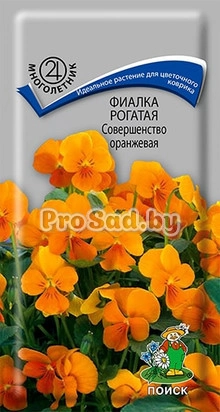 Фиалка рогатая Совершенство оранжевая