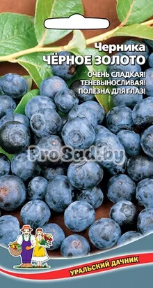 Черника Чёрное золото