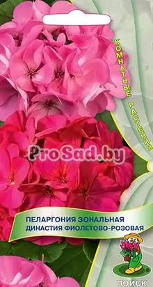 Пеларгония зональная Династия Фиолетово-розовая