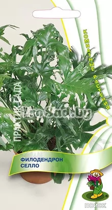 Филодендрон Селло