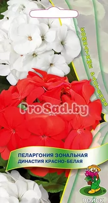 Пеларгония зональная Династия Красно-белая