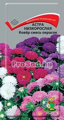 Астра низкорослая Ковёр, смесь окрасок
