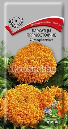 Бархатцы прямостоячие Спун оранжевые