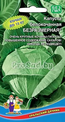 Капуста белокочанная Безразмерная