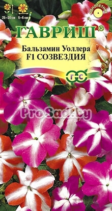 Бальзамин Уоллера F1 Созвездия, смесь