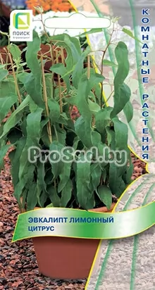 Эвкалипт лимонный Цитрус