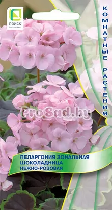 Пеларгония зональная Шоколадница Смесь окрасок