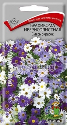 Брахикома иберисолистная Смесь окрасок
