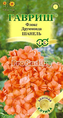 Флокс друммонда Шанель