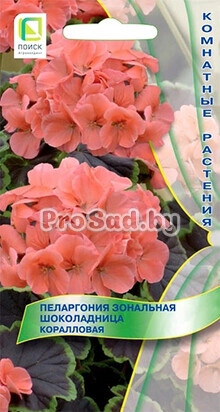 Пеларгония зональная Шоколадница Коралловая