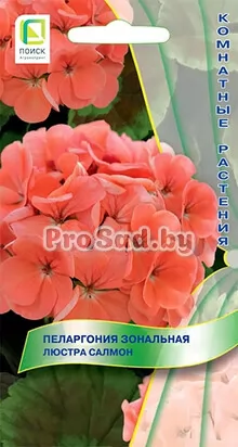 Пеларгония зональная Люстра салмон