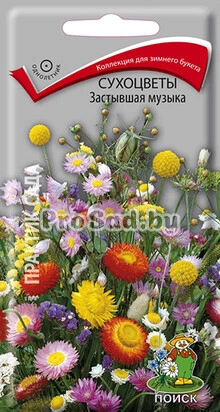 Сухоцветы Застывшая музыка, смесь