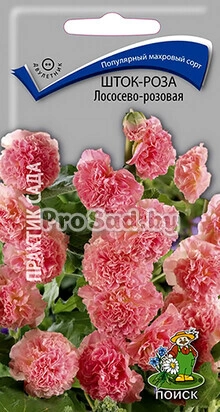 Шток-роза Лососево-розовая