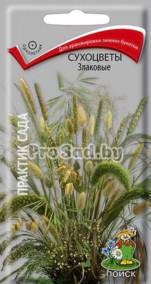 Сухоцветы Злаковые, смесь