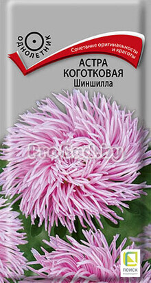 Астра Коготковая Шиншилла
