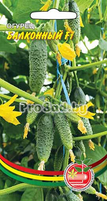 Огурец F1 Балконный