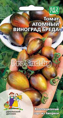 Томат Атомный виноград Бреда