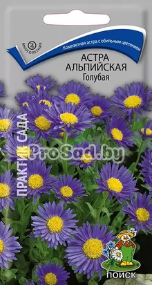 Астра альпийская Голубая