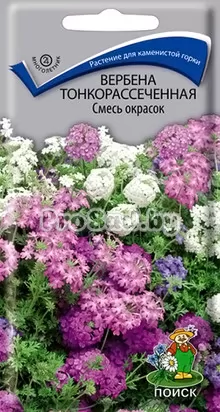 Вербена тонкорассечённая, смесь окрасок
