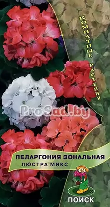 Пеларгония зональная Люстра микс