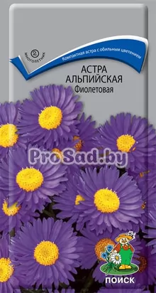 Астра альпийская Фиолетовая