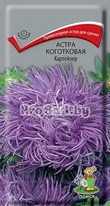 Астра коготковая Картейзер
