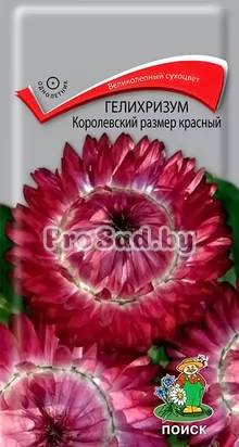 Гелихризум Королевский размер Красный