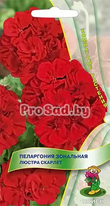 Пеларгония зональная Люстра скарлет