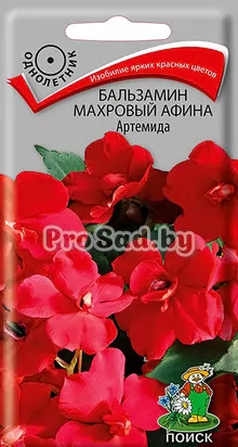 Бальзамин махровый Афина Артемида
