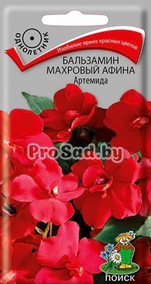 Бальзамин махровый Афина Артемида