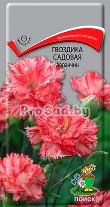 Гвоздика садовая Авранчин