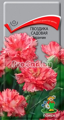 Гвоздика садовая Авранчин